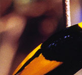 Regent Bowerbird