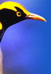 Regent Bowerbird